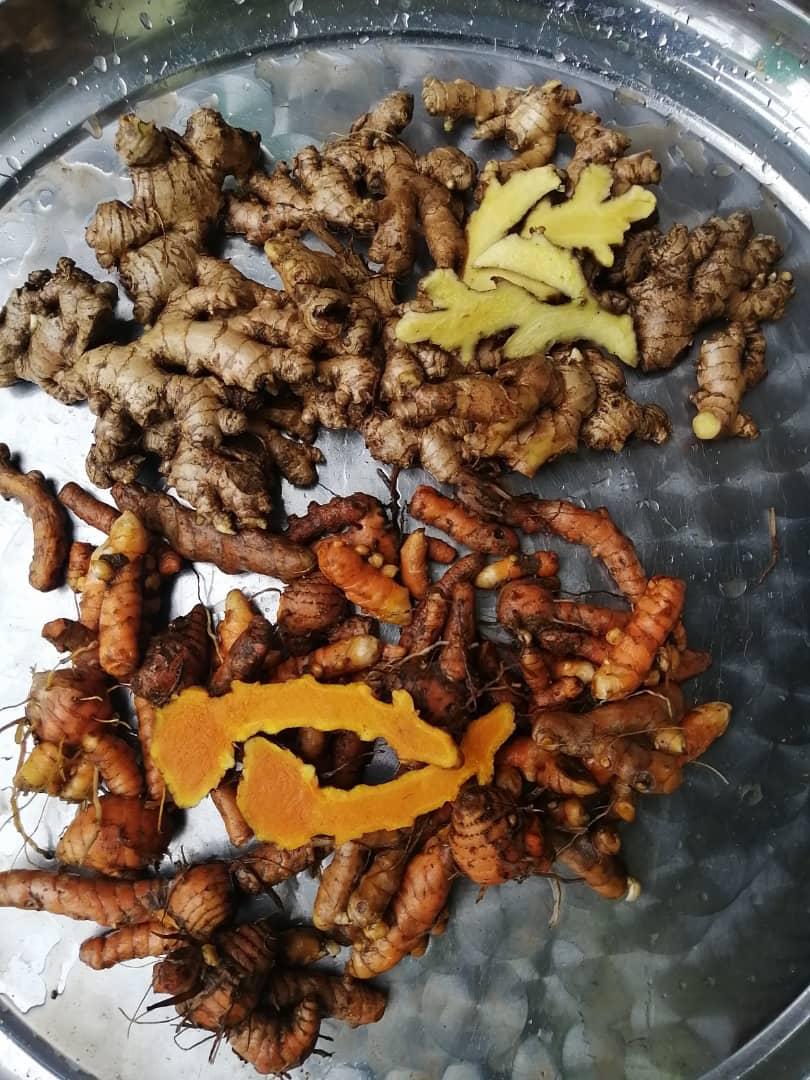 新鲜和干燥生姜